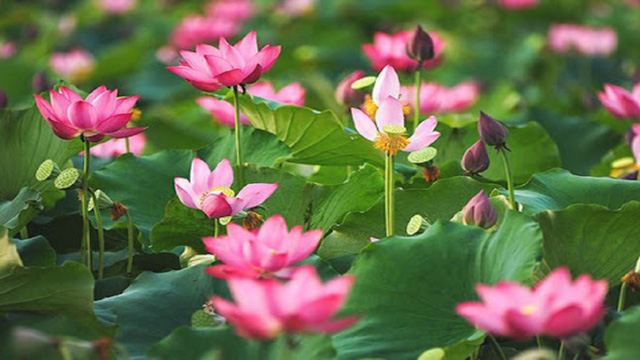 Exhibition honors lotus in Vietnamese cultural life